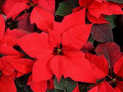 December