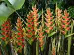 Lobster Claws, Parrot Flowers, False Bird-of-paradise - Heliconias