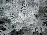 Dusty Miller, Silver Dust, Silver Ragwort - Jacobaea maritima