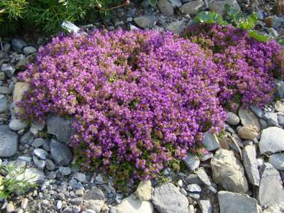 Growing culinary herbs is easy and economical!