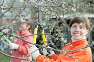 Easy guide for pruning deciduous fruit trees