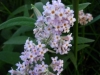 Sagewood, Saliehout, ewanci, igwangi, chipambati, lelothwane, umbataewepe, mupambati - Buddleja salviifolia