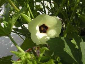 Quick growing edibles to sow in spring