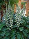 Wild Rhubarb, Bear&#039;s Breeches - Acanthus mollis