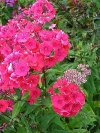 Perennial Phlox - Phlox paniculata