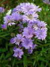 Michaelmas Daisy - Aster novi-belgii