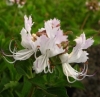 Cat&#039;s Whiskers, Katsnor, Ufukuzela - Becium obovatum