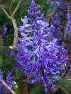 Spurflowers - Plectranthus
