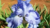 Bearded Irises - Iris