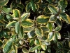 Oleaster - Elaeagnus x ebbingei &#039;Gilt Edge&#039;