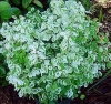 Snow Bush - Breynia disticha