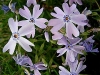 Wild Sweet William -  Phlox divaricata