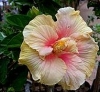 Hibiscus, Tropical Hibiscus, Chinese Hibiscus, China Rose, Shoe Flower - Hibiscus rosa-sinensis