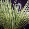Japanese Sweet Flag, Japanese Rush - Acorus gramineus