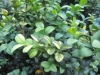 Boxwood, Common Box, European box, Buxus Faulkner - Buxus
