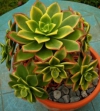 Tree Houseleek, Irish Rose – Aeonium