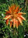 Coopers Aloe - Aloe Cooperi
