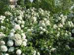 Snowball Bush, Witbalroos, Laurustinus, Sweet Viburnum, Geurviburnum - Viburnum species