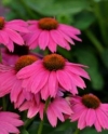 Purple Coneflower - Echinacea purpurea
