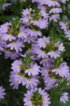 Fairy Fan-flower, Common Fan-flower - Scaevola aemula