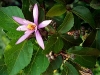 Cross-berry, Kruisbessie, Mokukutu, Mogwane, iLalanyathi, Mulembu, umNqabaza - Grewia occidentalis