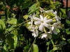 Arabian Jasmine - Jasminum sambac
