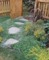 Dichondra &#039;Silver Falls&#039; - Dichondra argentea