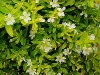 False Heather, Cigar Bush, Tiny Mice, Bat-faced Cuphea - Cuphea