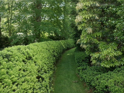 Growing hedges will provide valuable privacy &amp; windbreaks