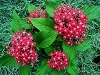 Star Flower - Pentas lanceolata