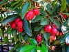 Australian Brush Cherry, Magenta Lilly Pilly, Magenta Cherry, Eugenia - Syzygium paniculatum