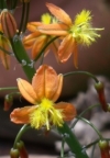 Cat&#039;s Tail, Geelkatstert, Khomo-ya-Ntsukammele, Ibucu, intelezi - Bulbine frutescens
