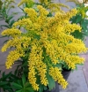 Golden Rod - Solidago Hybrids