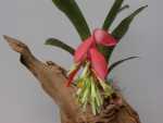 Bromeliad, Flaming Torch, Foolproof Plant - Billbergia
