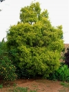 Revolution Gold, Black Tea Tree, River Tea Tree - Melaleuca bracteata