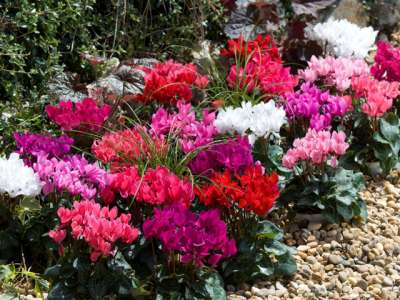 Bulbs winter/spring