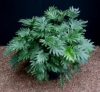 Philodendron, Cut-leaf Philodendron, Tree Philodendron, Selloum - Philodendron