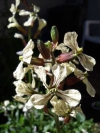 Rocket, Salad Rocket, Arugula, Roquette, Rucola, Rucoli, Rugula, Colewort - Eruca vesicaria subsp. Sativa