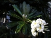 Frangipani - Plumeria