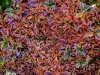 Mirror Bush - Coprosma repens