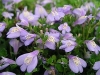 Mazus, Creeping Mazus - Mazus reptans
