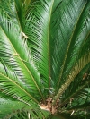 Japanese Sago Palm - Cycas revoluta
