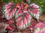 Begonia Rex, Painted-leaf Begonia, Fancy-leaf Begonia - Begonia rex