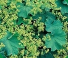 Lady&#039;s Mantle - Alchemilla  mollis