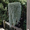 Dichondra &#039;Silver Falls&#039; - Dichondra argentea