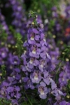 Summer Snapdragon - Angelonia angustifolia hybrids