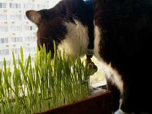Herbs that are good for dogs and cats