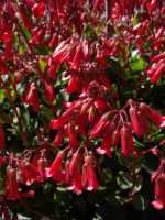 Florist Kalanchoe, Flaming Katy,  Kalanchoe ‘Tessa’, Flower Dust Plant  - Kalanchoes