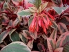 Firecracker Fuchsia - Fuchsia triphylla
