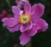 Japanese Anemone - Anemone x hybrida